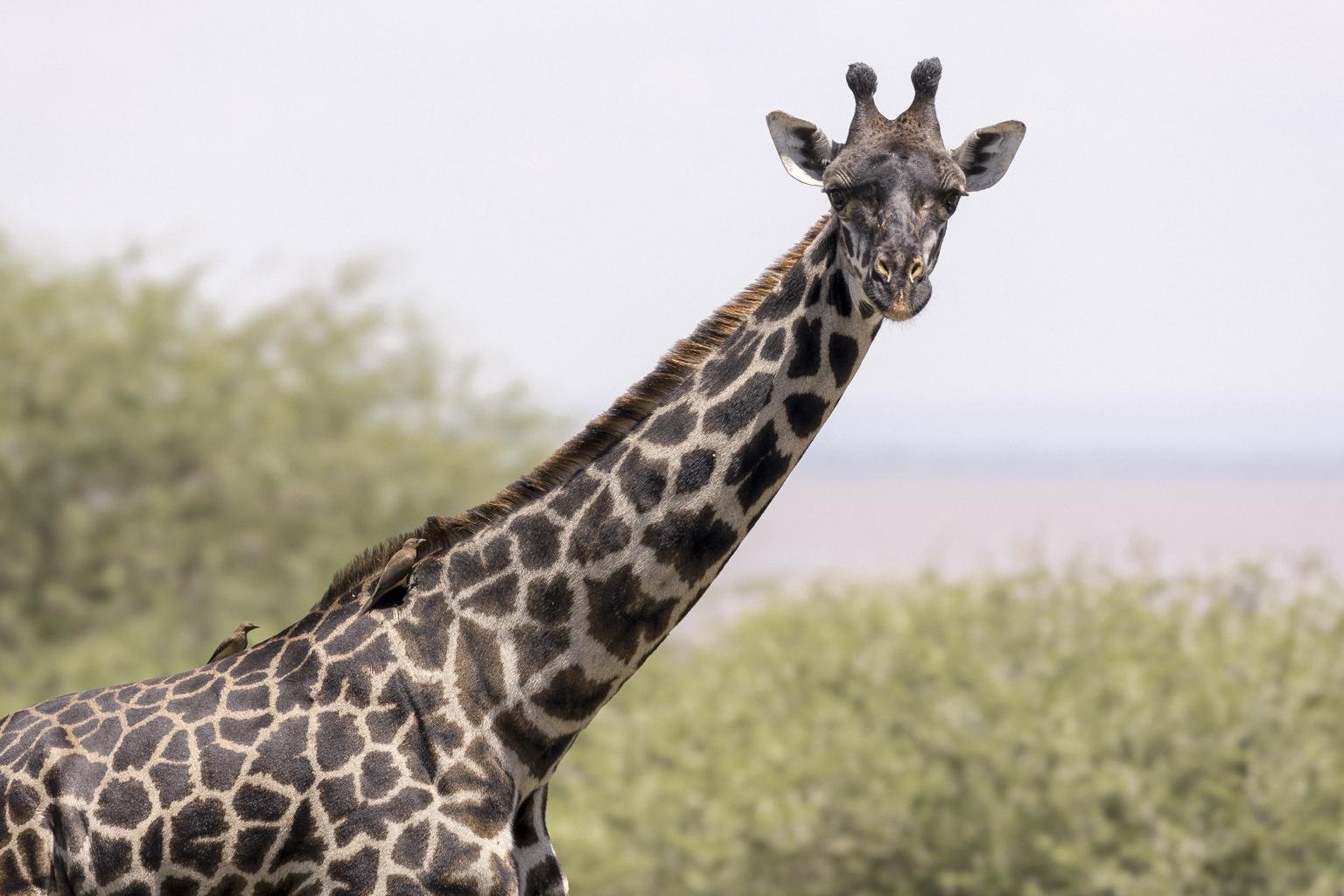 Selous Wilderness Expedition